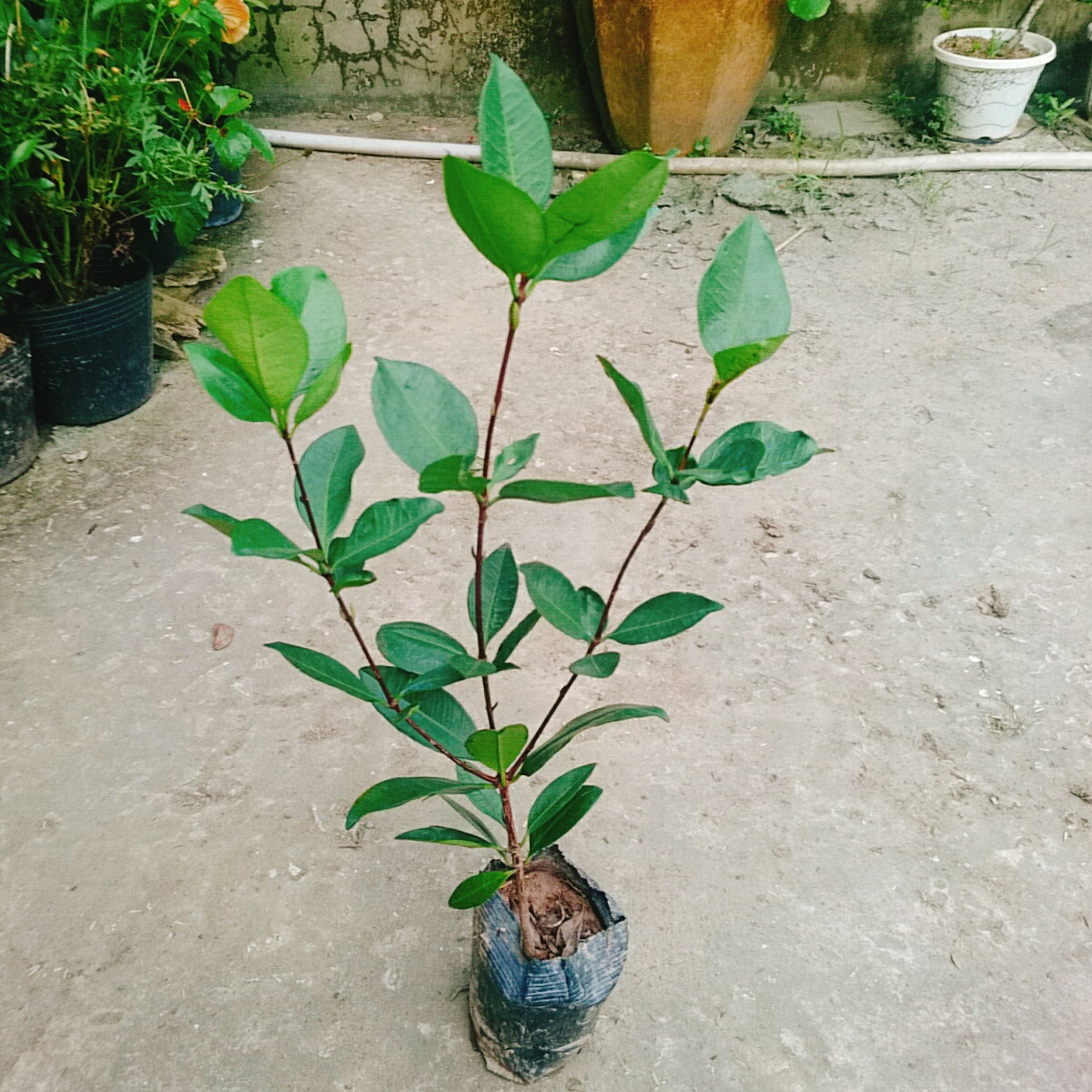 Cây Cherry Brazil