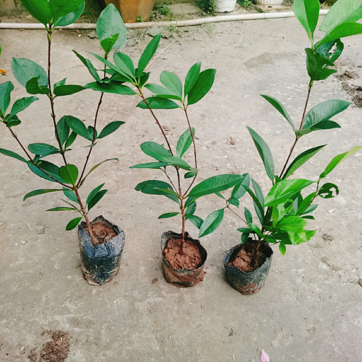 Cây Cherry Brazil