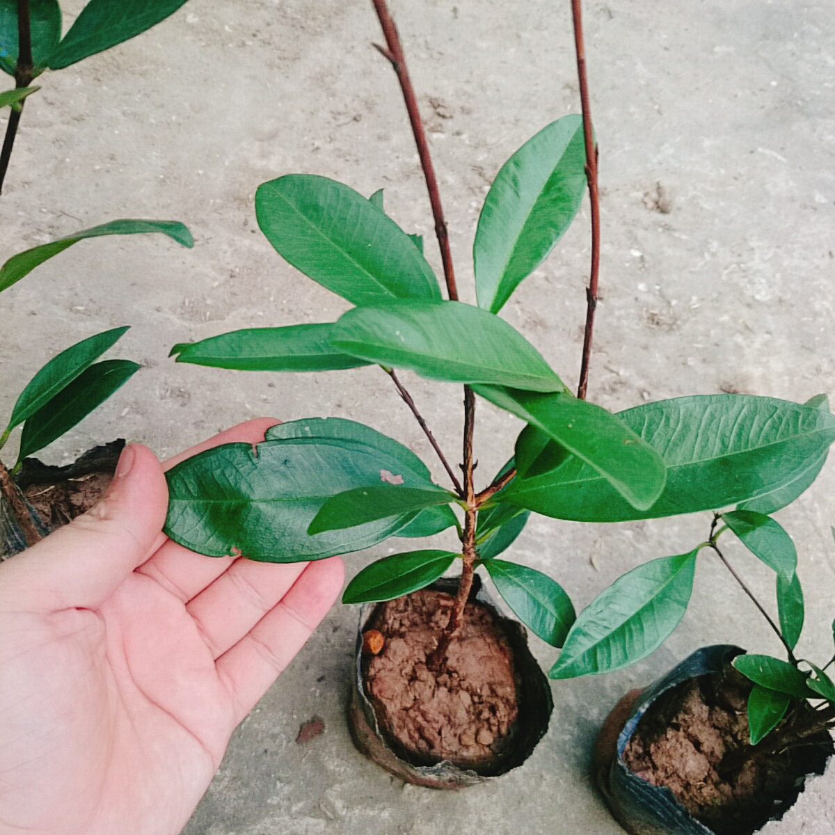 Cây Cherry Brazil