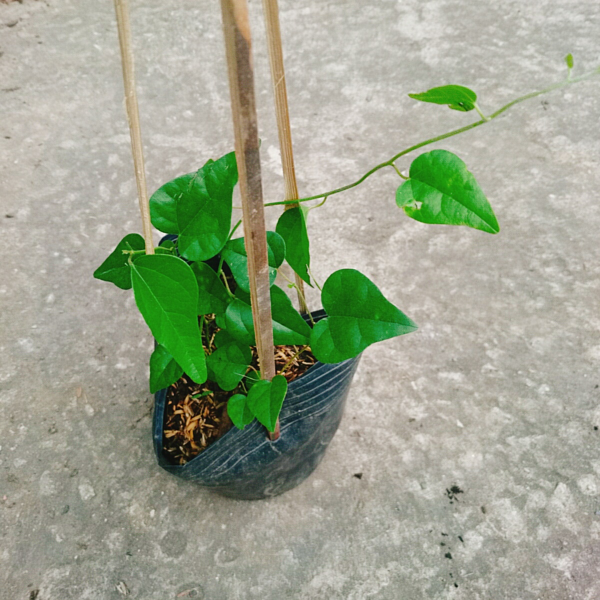 Cây Sương Sâm Trơn