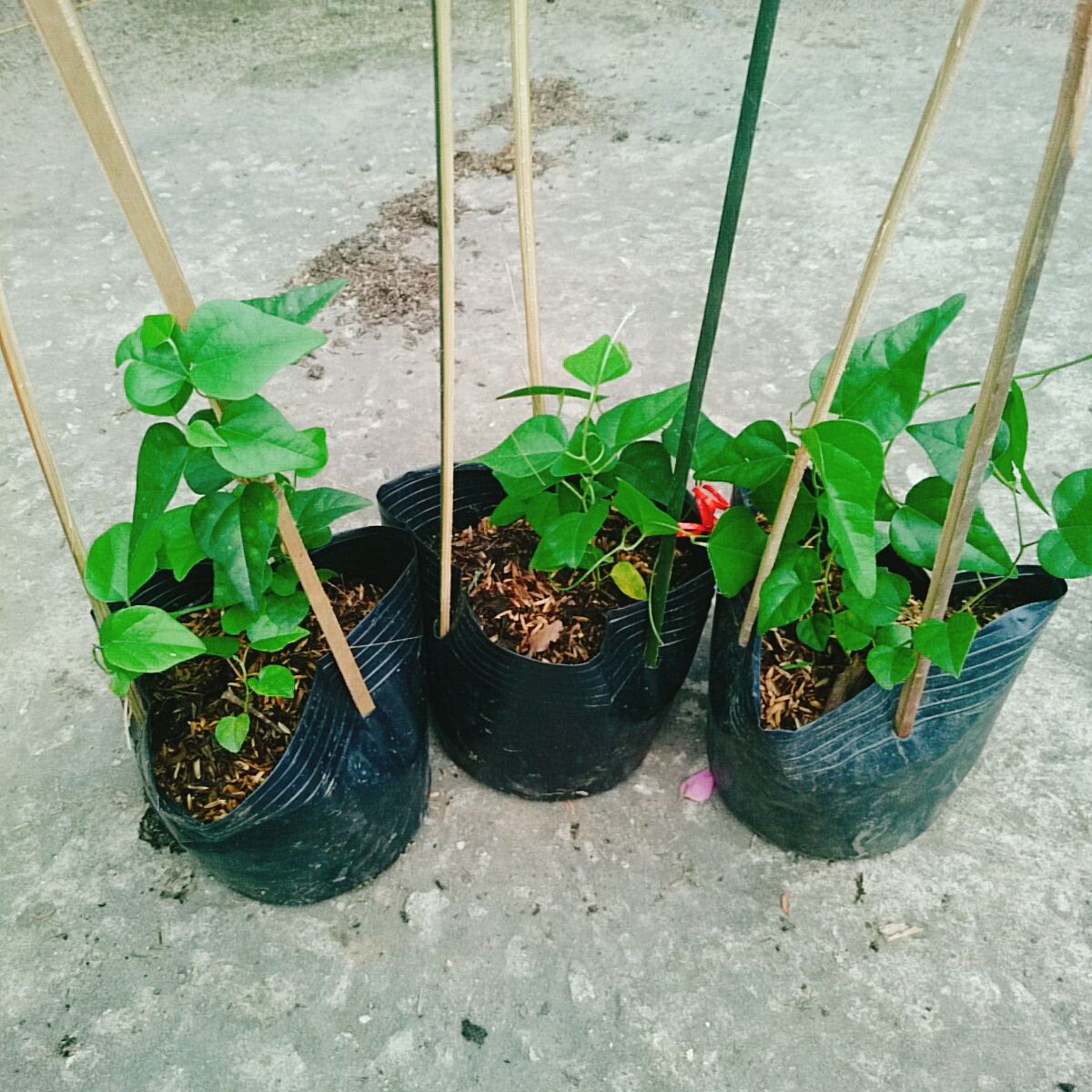 Cây Sương Sâm Trơn