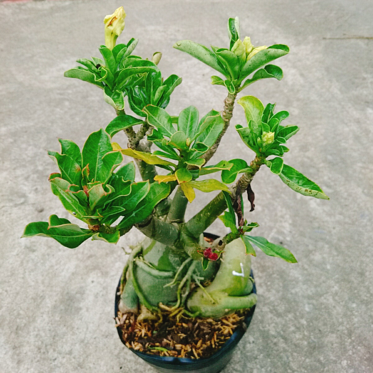 Cây Sứ Nhiều Màu