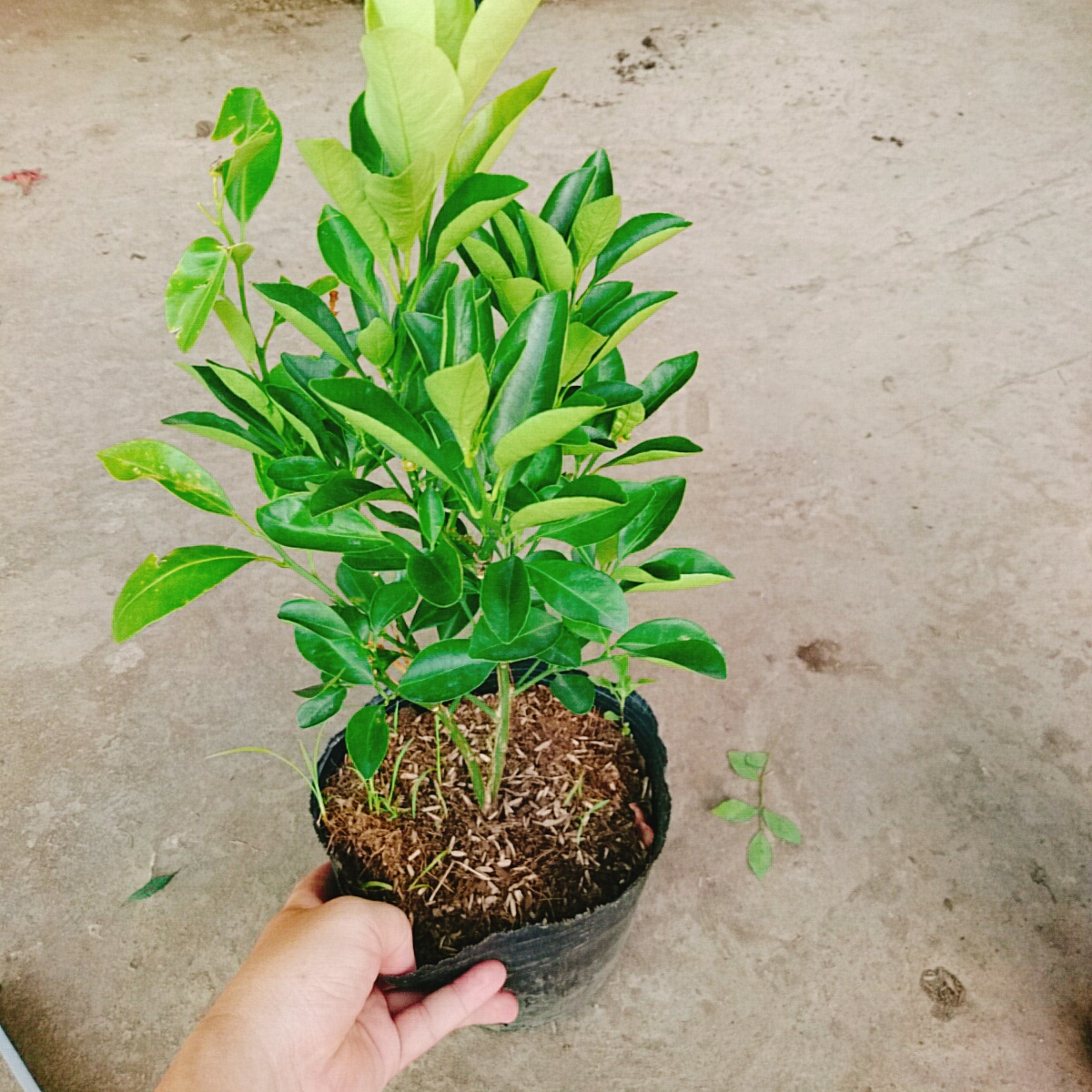Cây Hạnh Chua