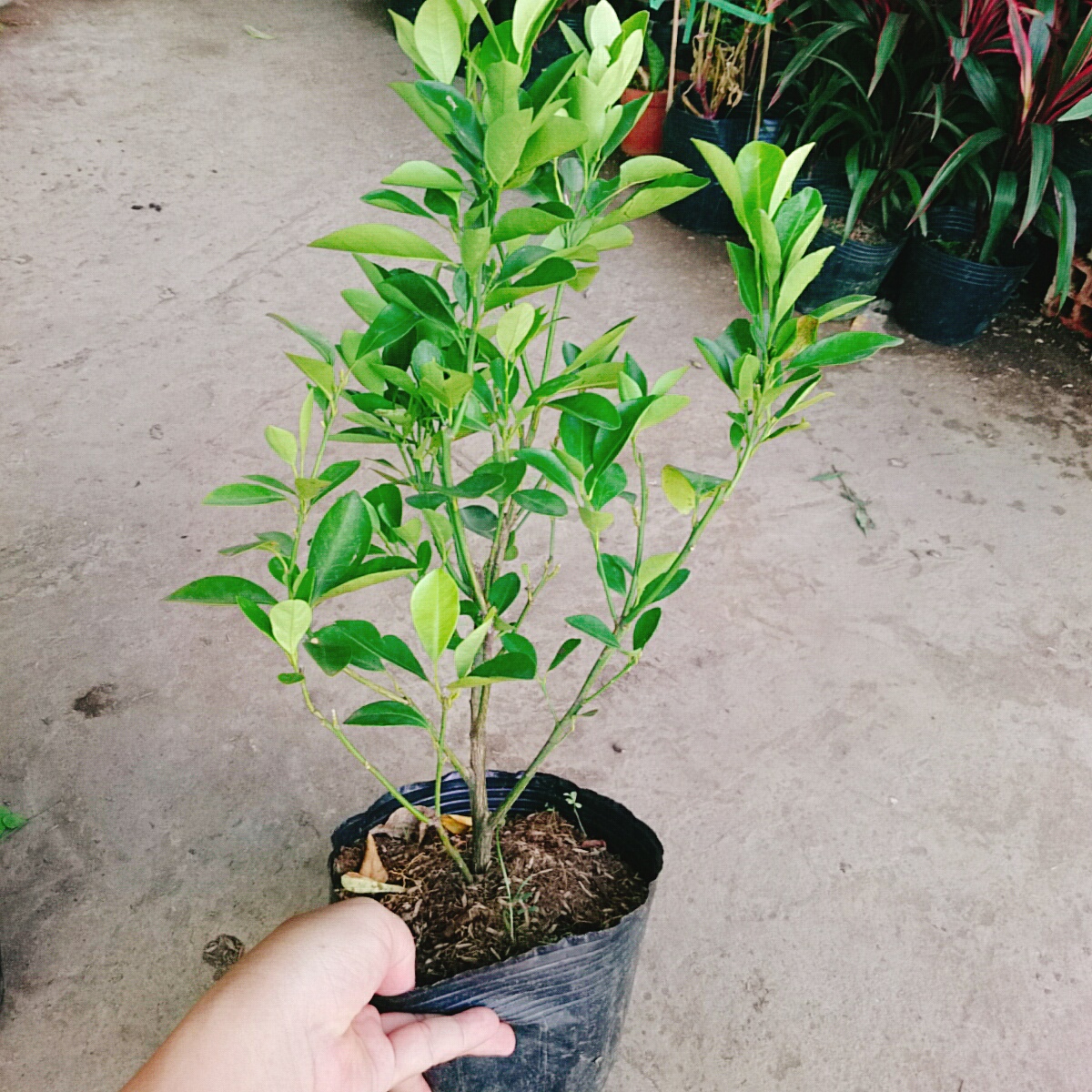 Cây Hạnh Chua
