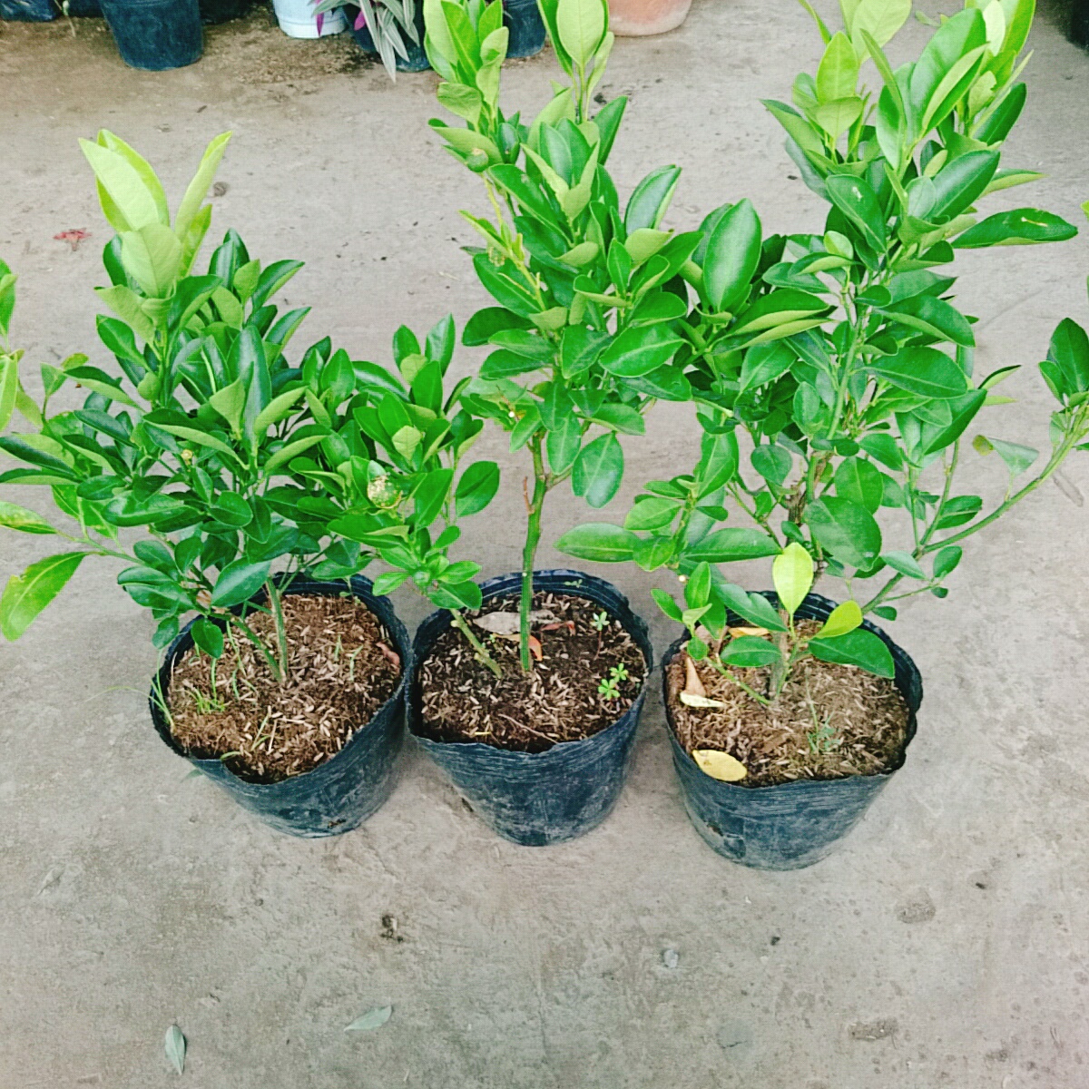 Cây Hạnh Chua
