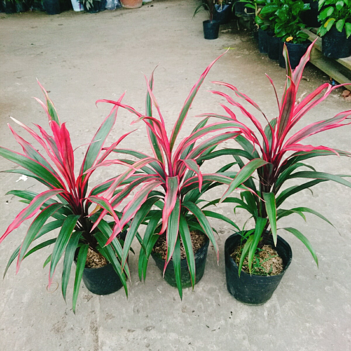 Cây Phát Tài Đỏ (Lá nhỏ)