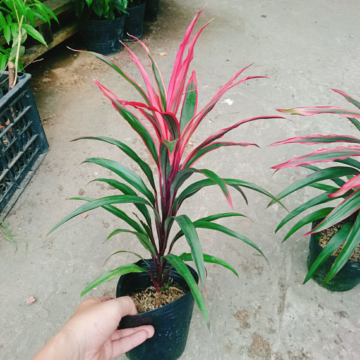 Cây Phát Tài Đỏ (Lá nhỏ)