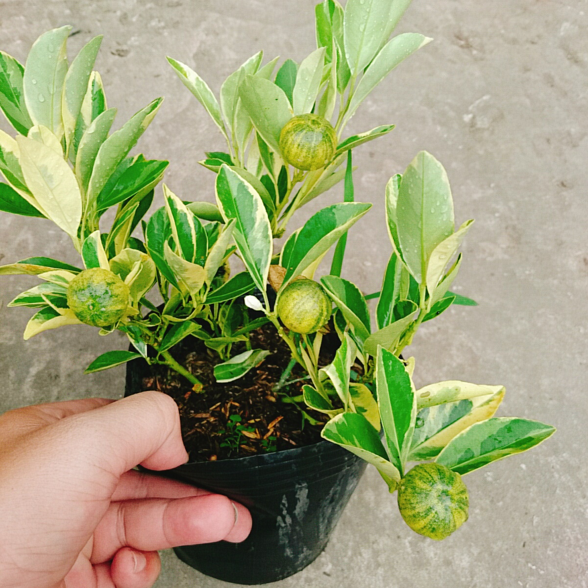 Cây Tắc Cẩm Thạch