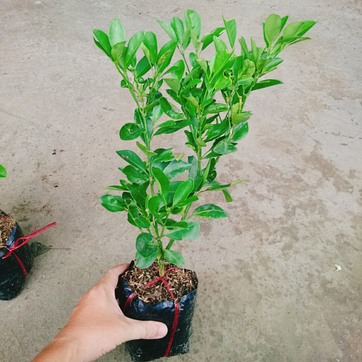 Cây Hạnh Chua