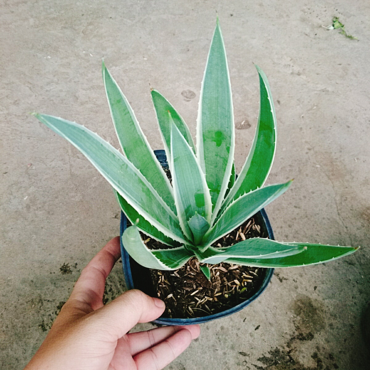 Cây Dứa AGao