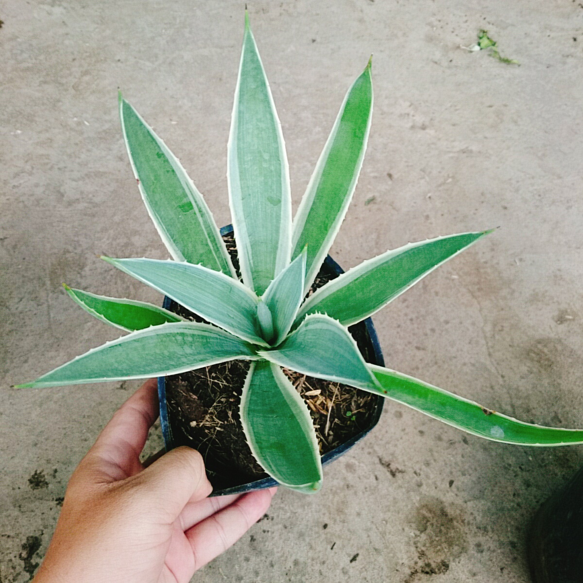 Cây Dứa AGao