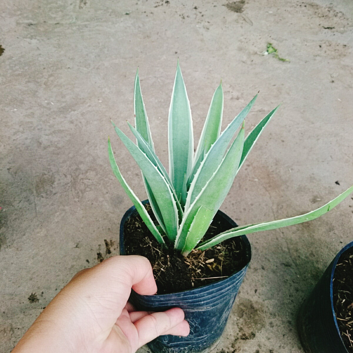 Cây Dứa AGao