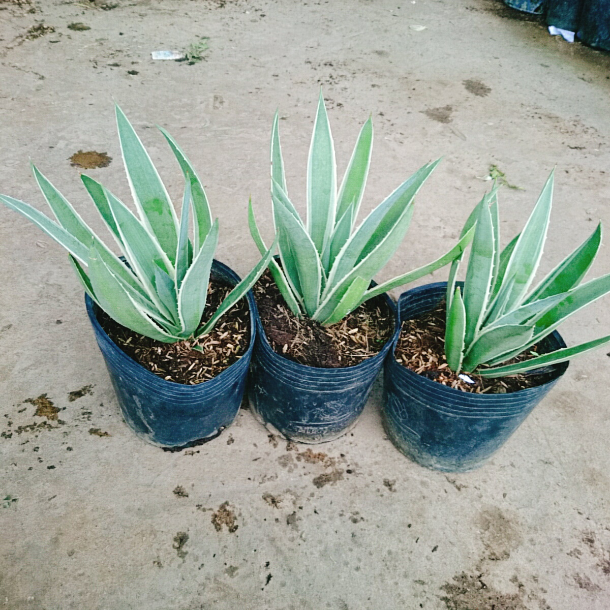Cây Dứa AGao