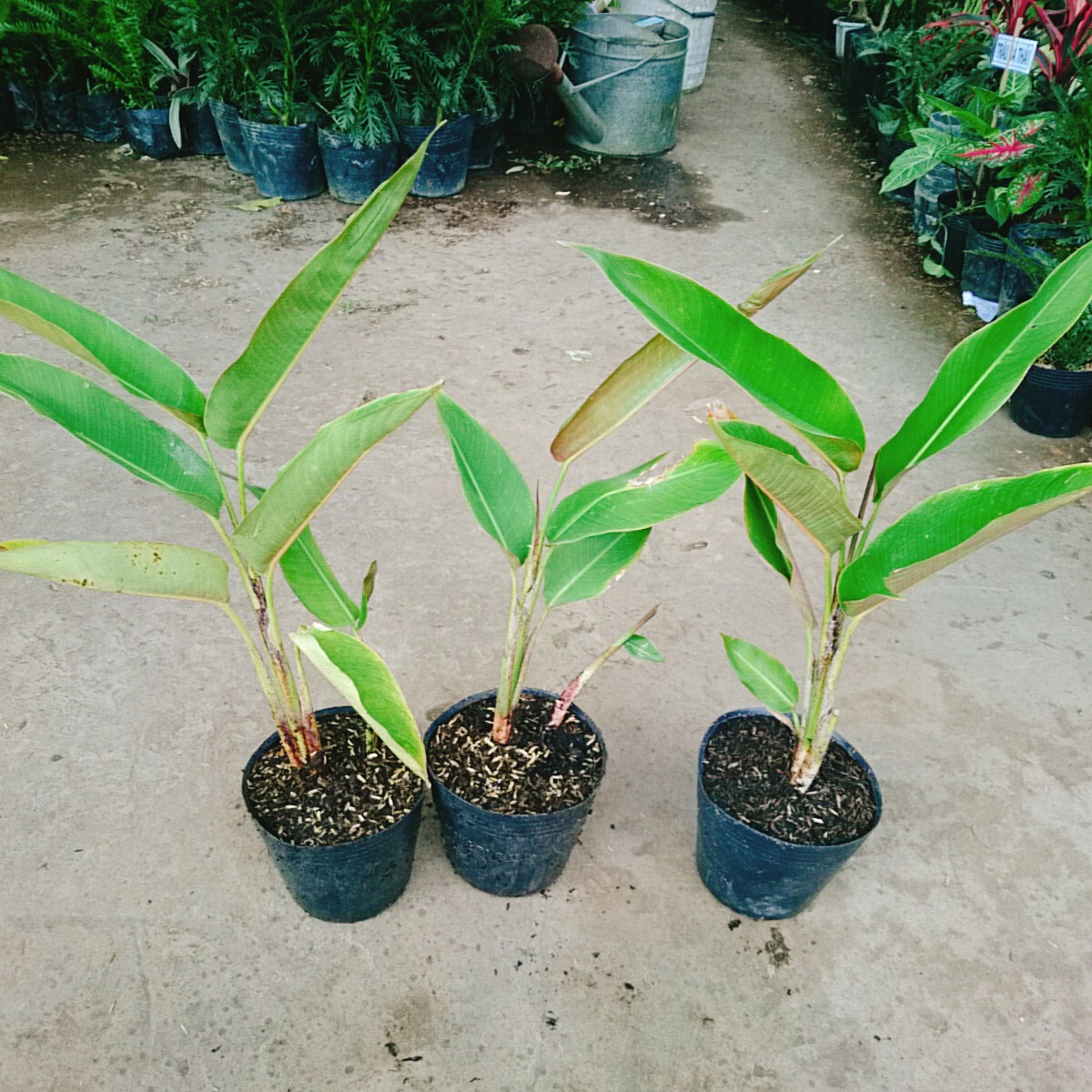 Cây Chuối Mỏ Phượng