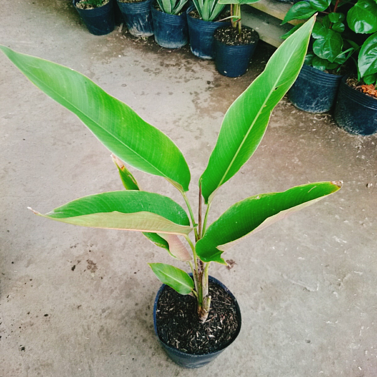 Cây Chuối Mỏ Phượng