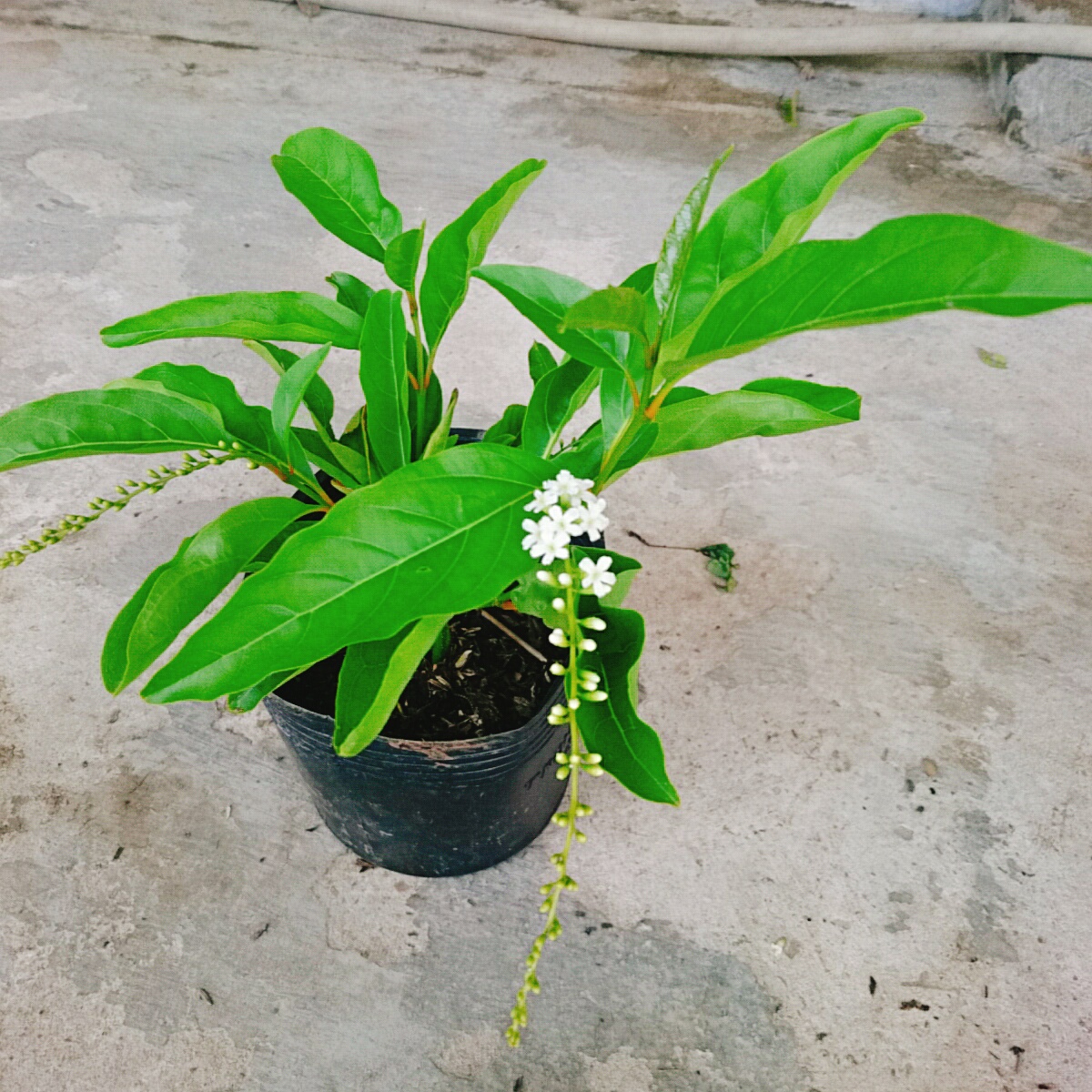 Cây Lài Nữ Hoàng