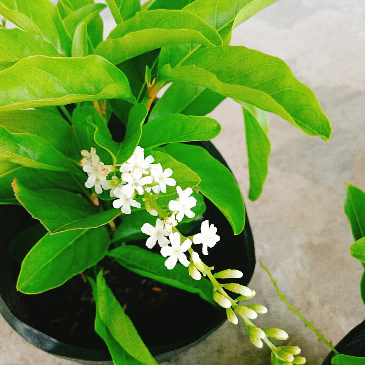 Cây Lài Nữ Hoàng