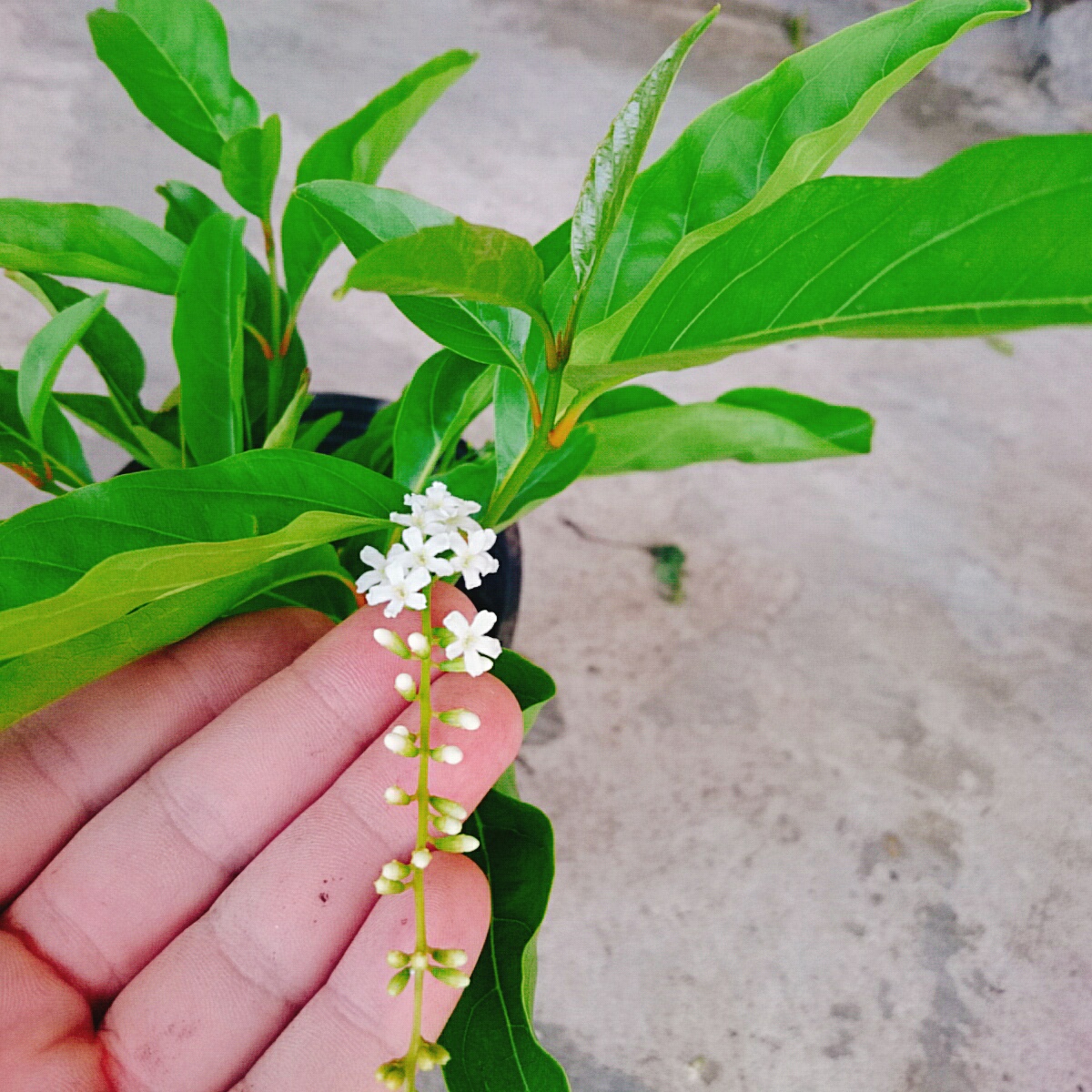 Cây Lài Nữ Hoàng