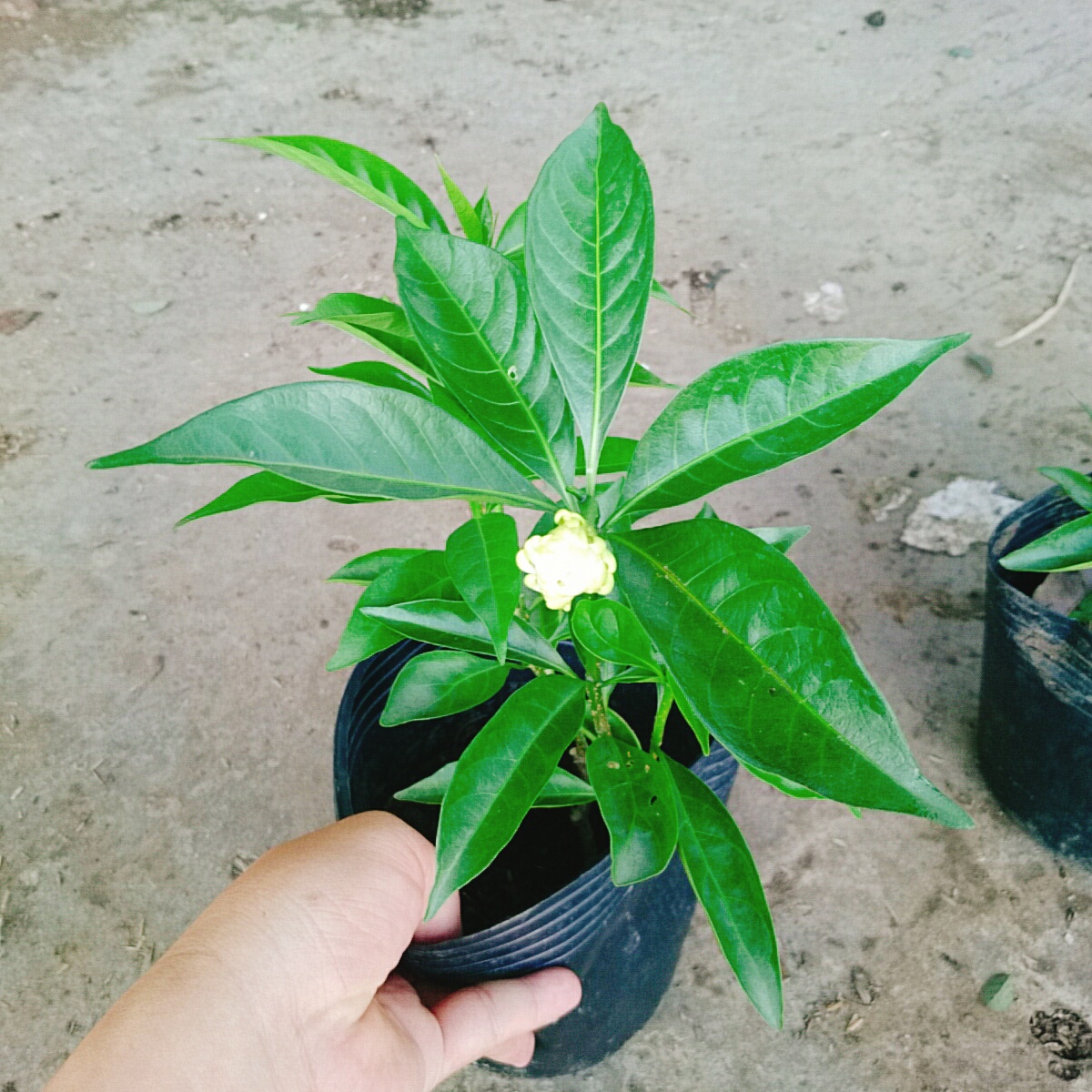 Cây Dành Dành