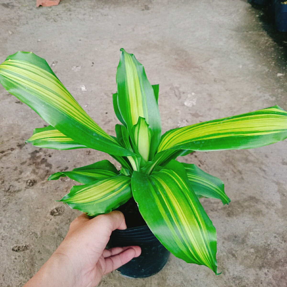 Cây Thiết Mộc Lan
