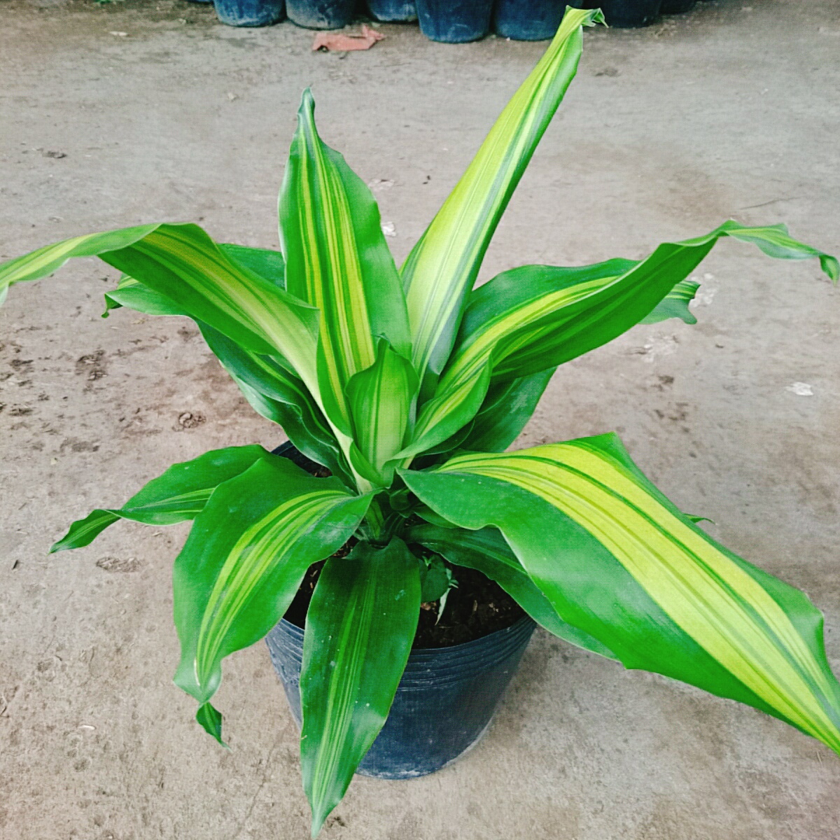 Cây Thiết Mộc Lan