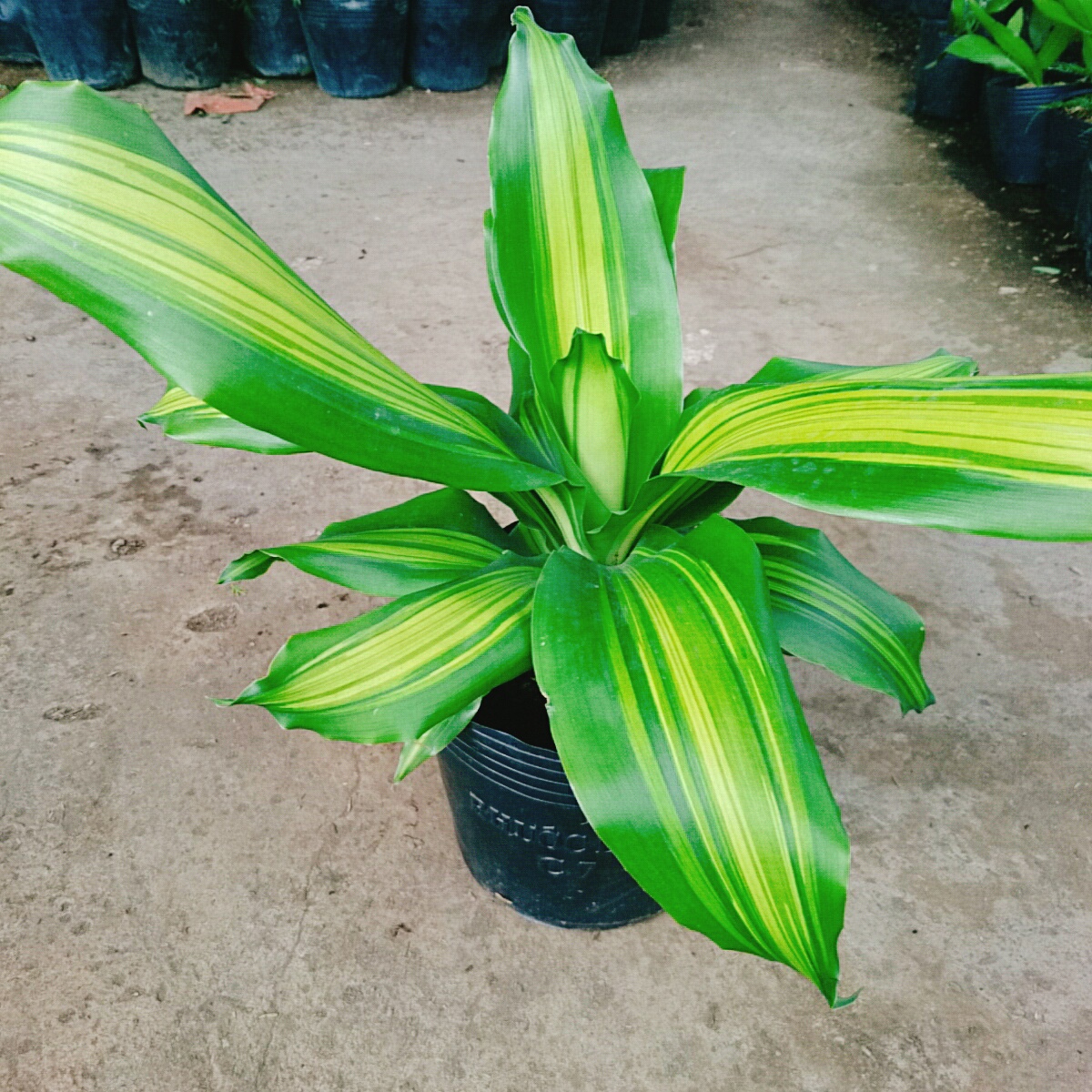 Cây Thiết Mộc Lan