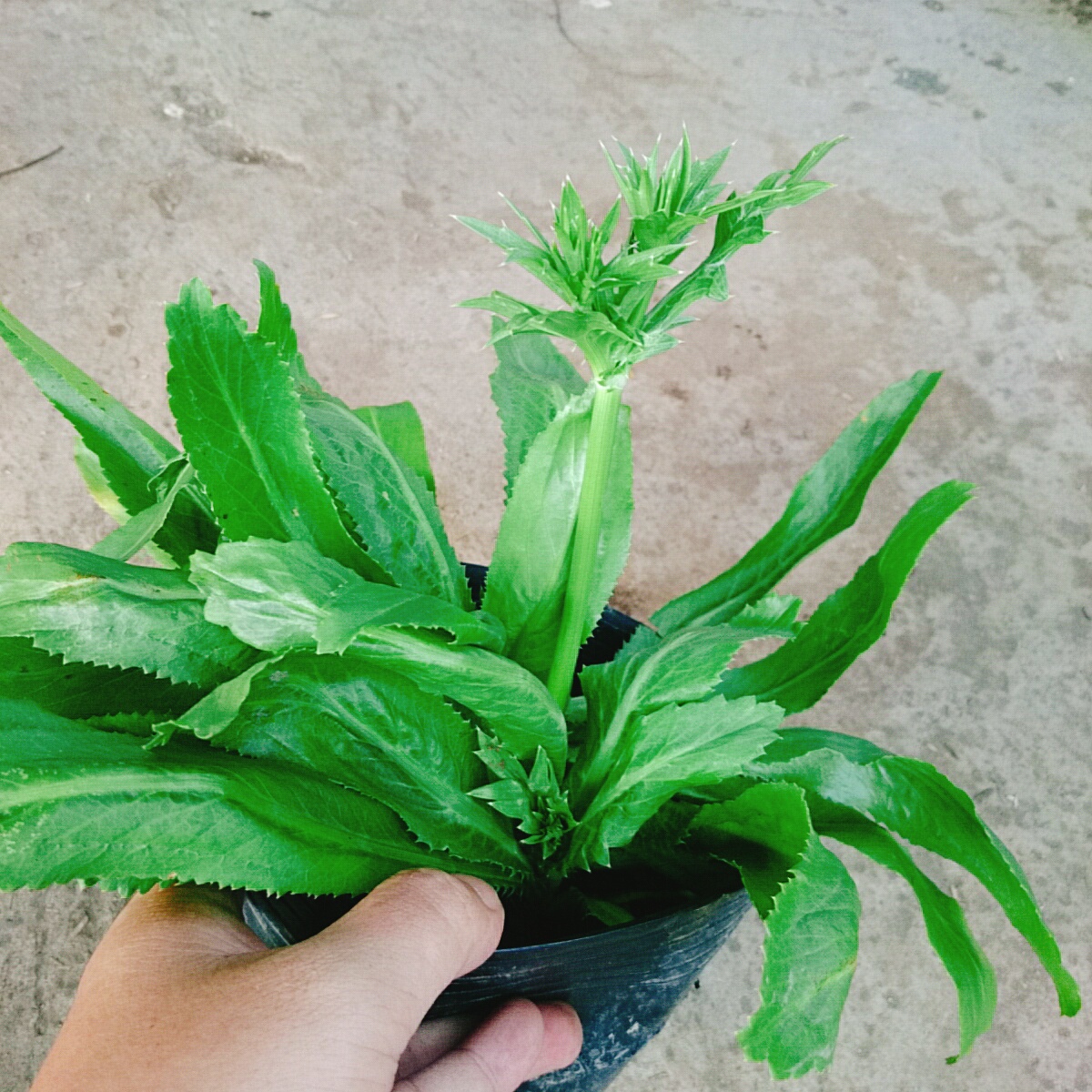 Cây Ngò Gai