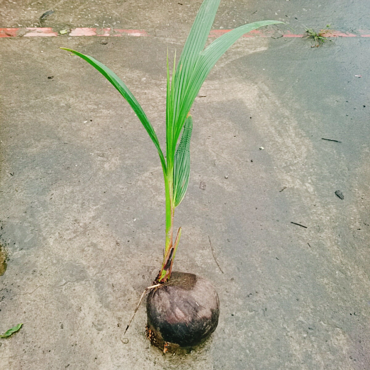 Cây Dừa Xiêm Lùn