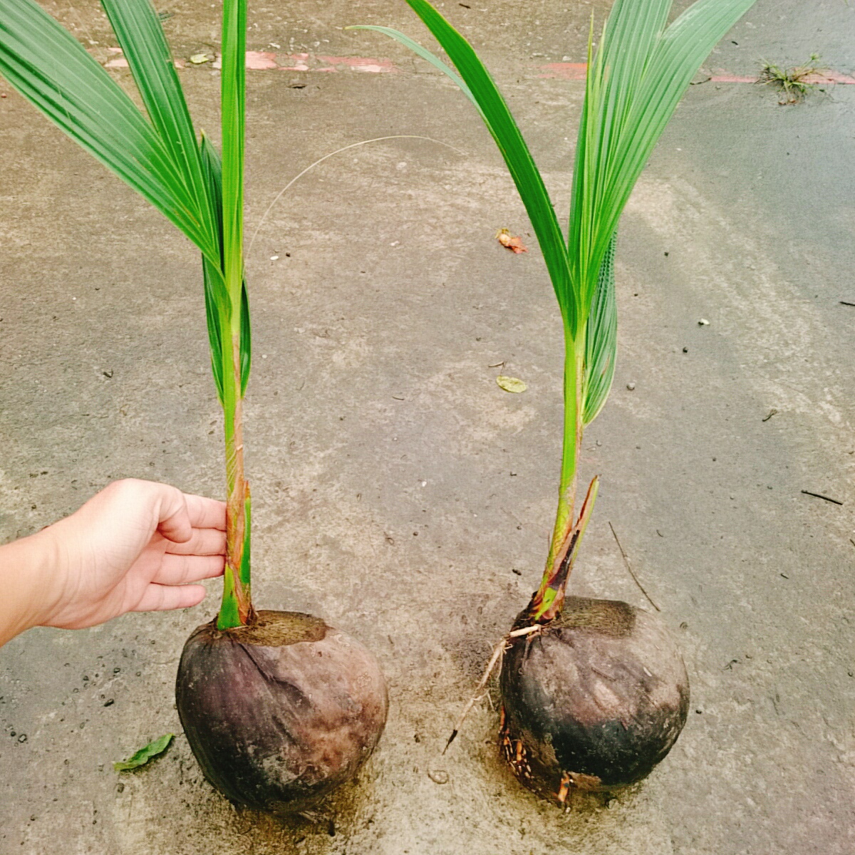 Cây Dừa Xiêm Lùn