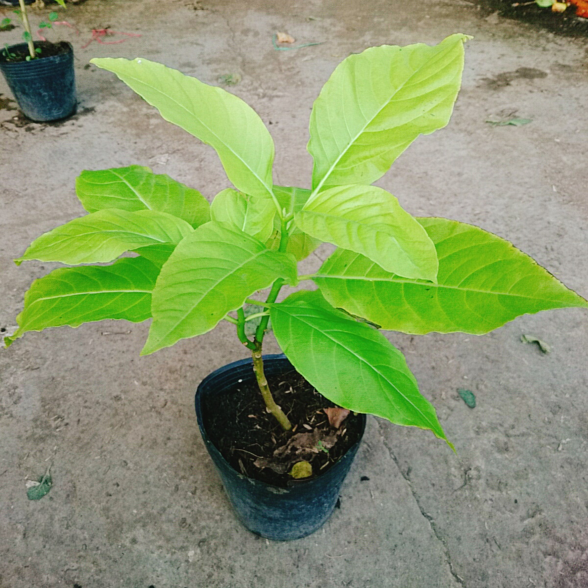 Cây Lá Trắng