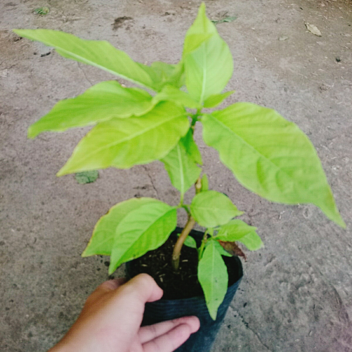 Cây Lá Trắng