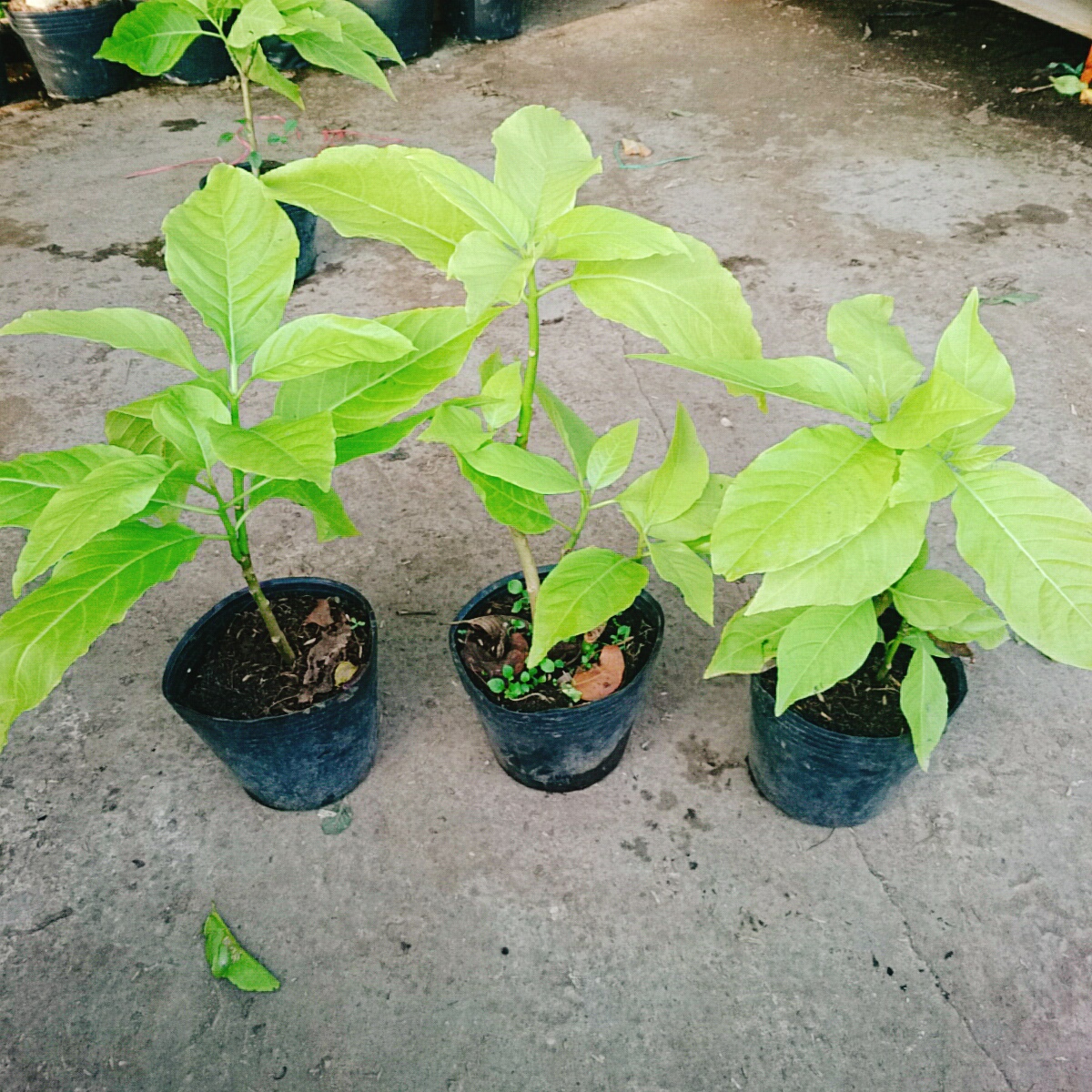 Cây Lá Trắng