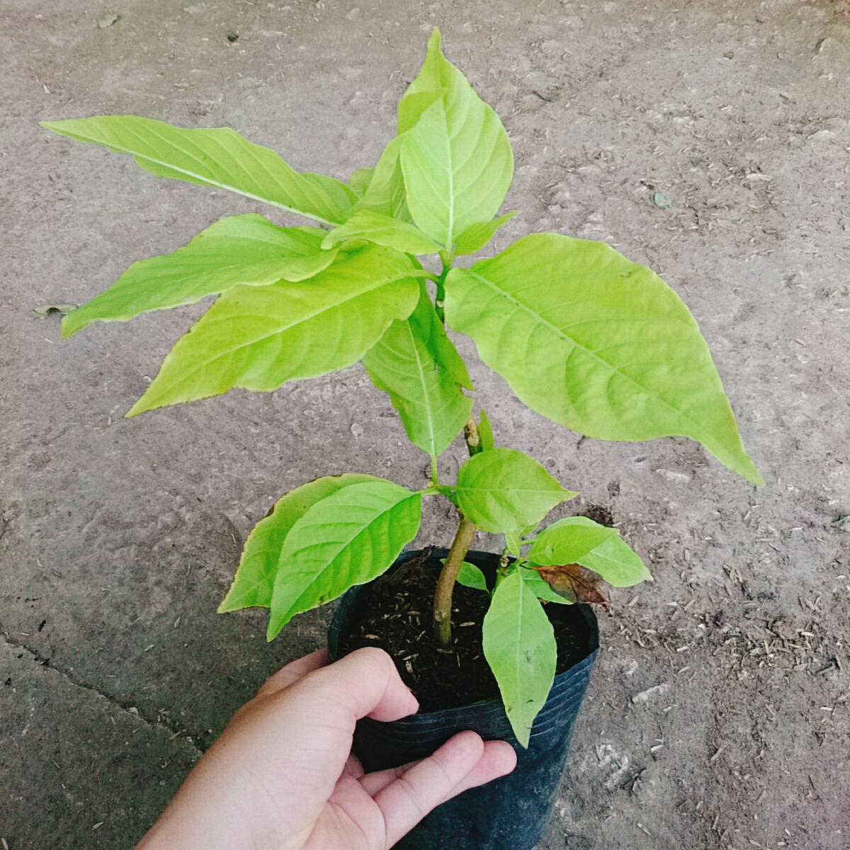 Cây Lá Trắng