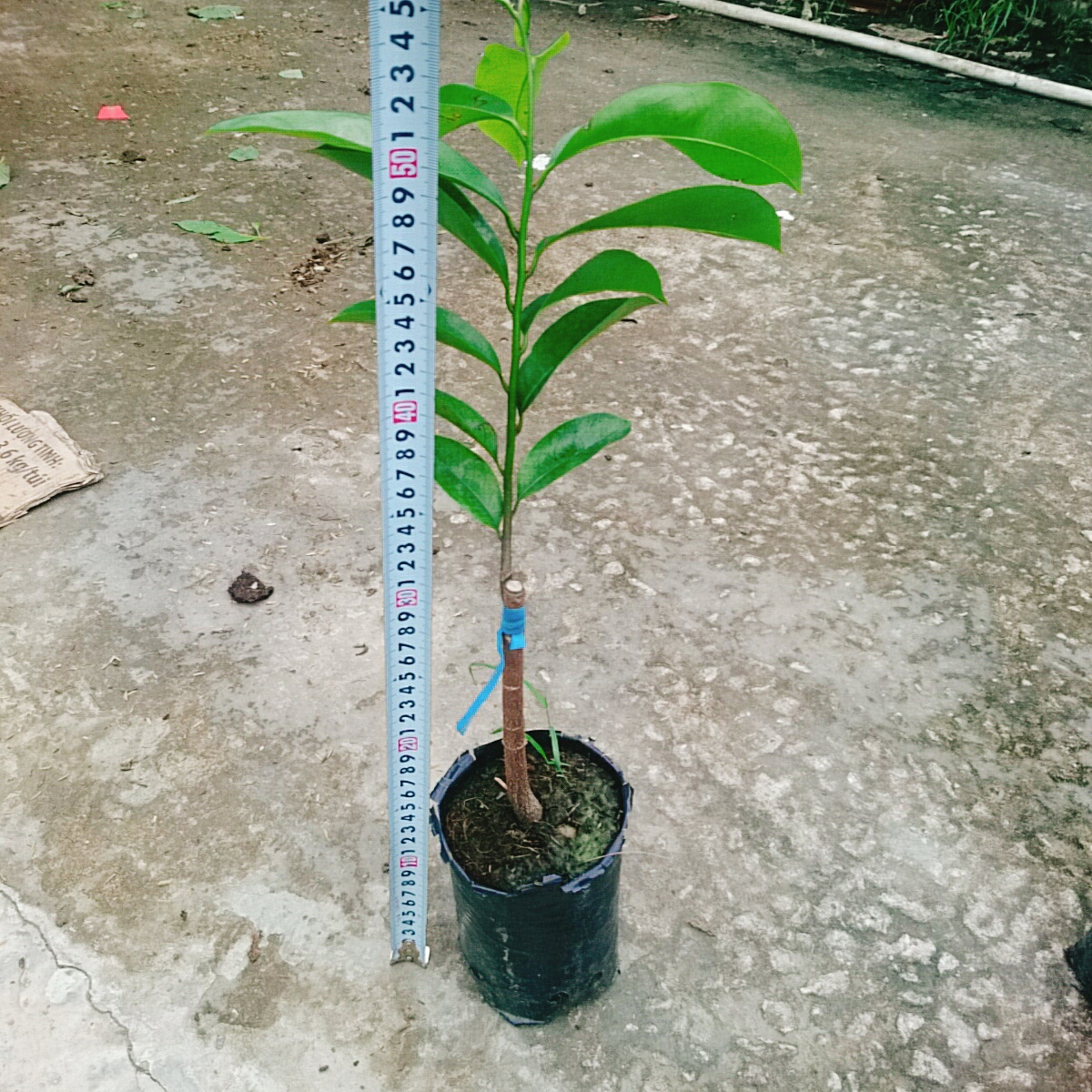 Cây Mãng Cầu Xiêm