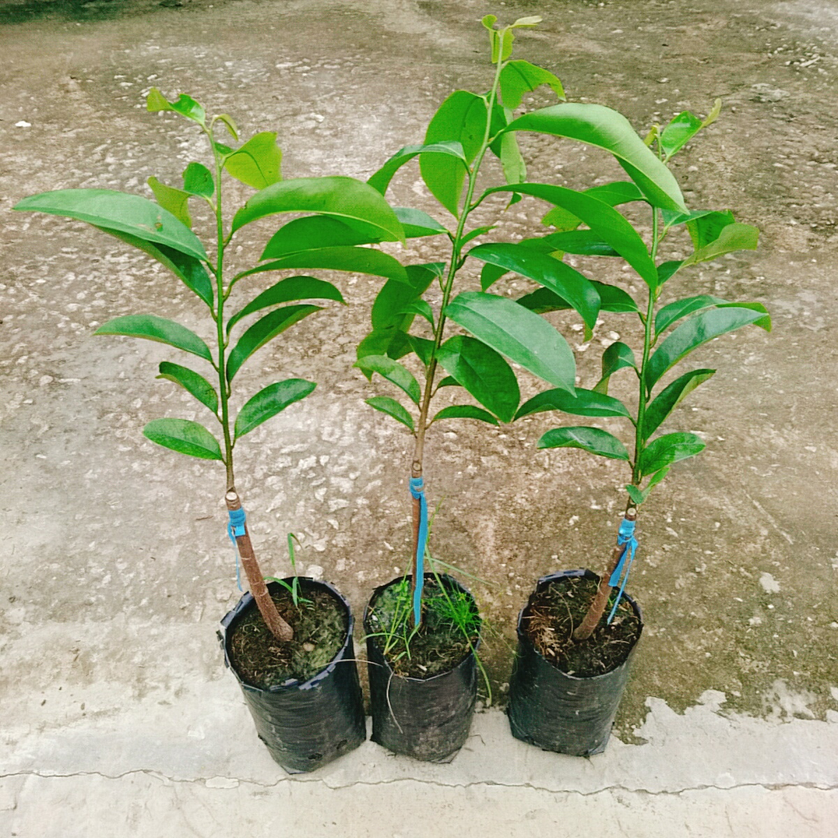 Cây Mãng Cầu Xiêm