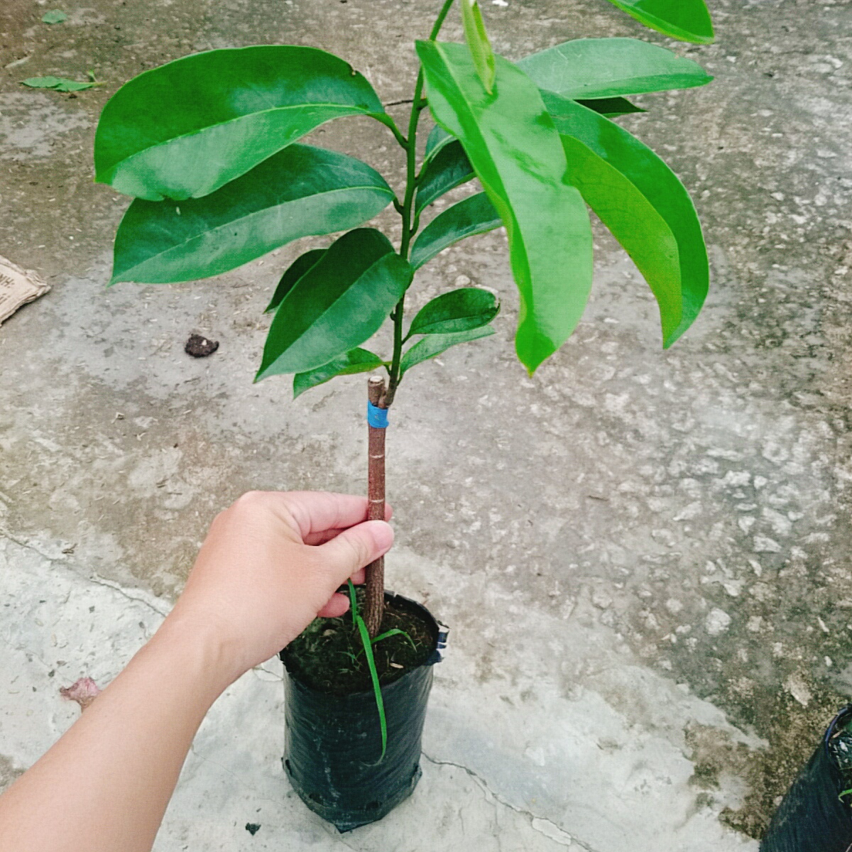 Cây Mãng Cầu Xiêm