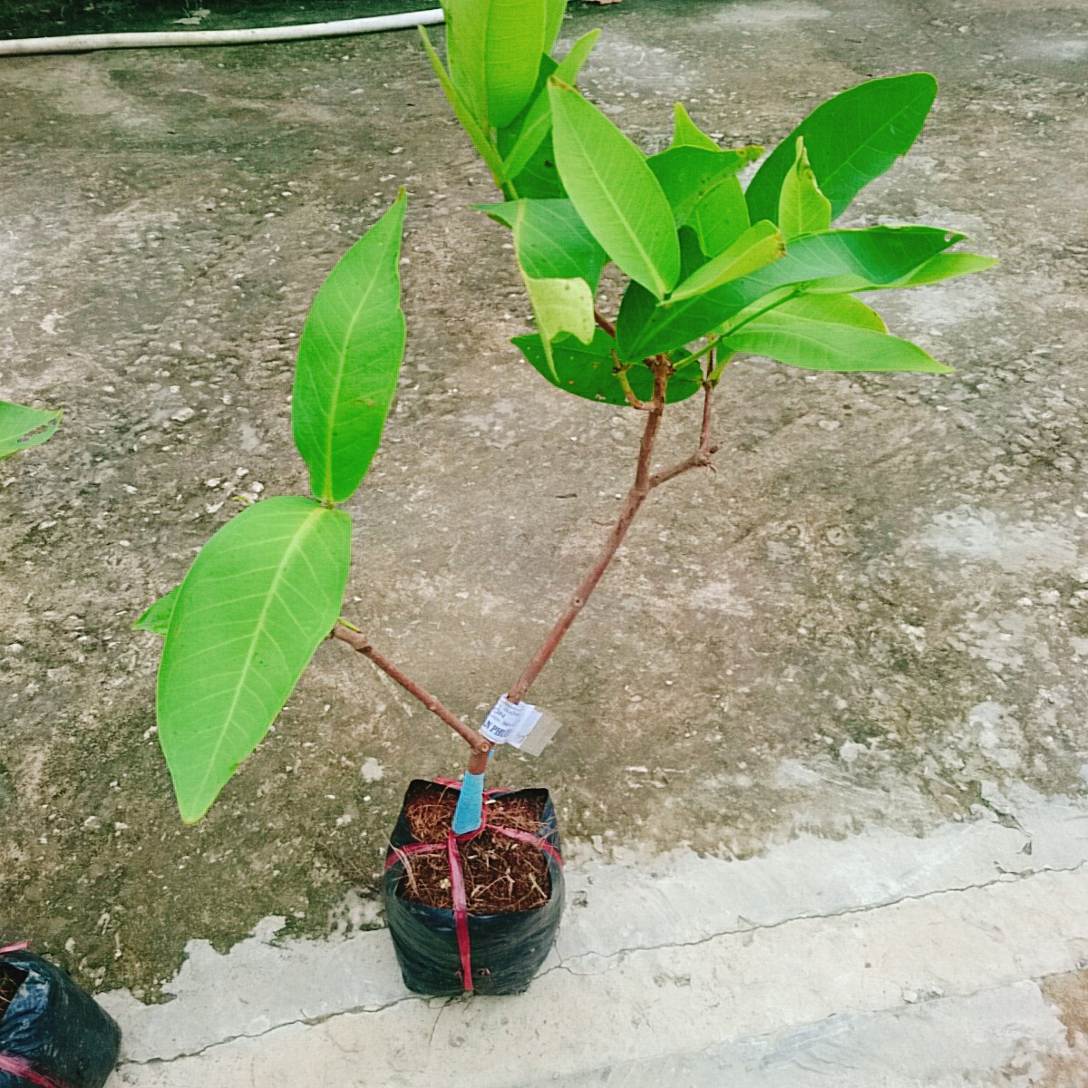 Cây Mận An Phước