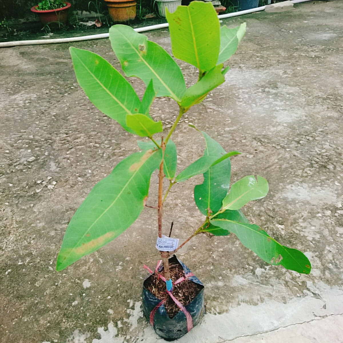 Cây Mận An Phước