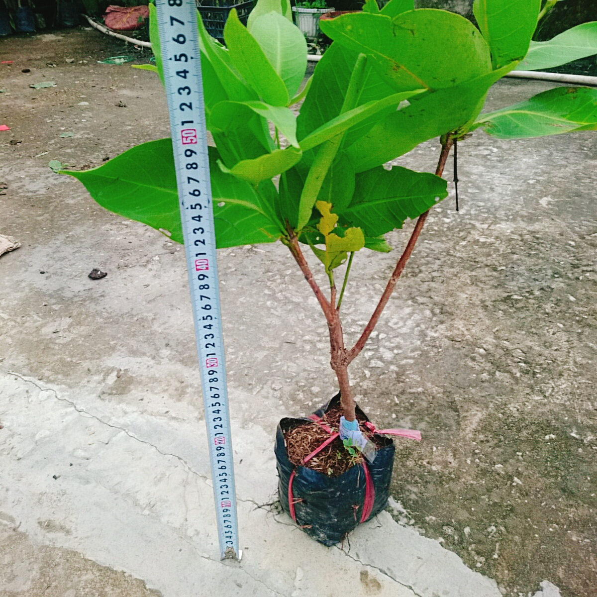 Cây Mận An Phước