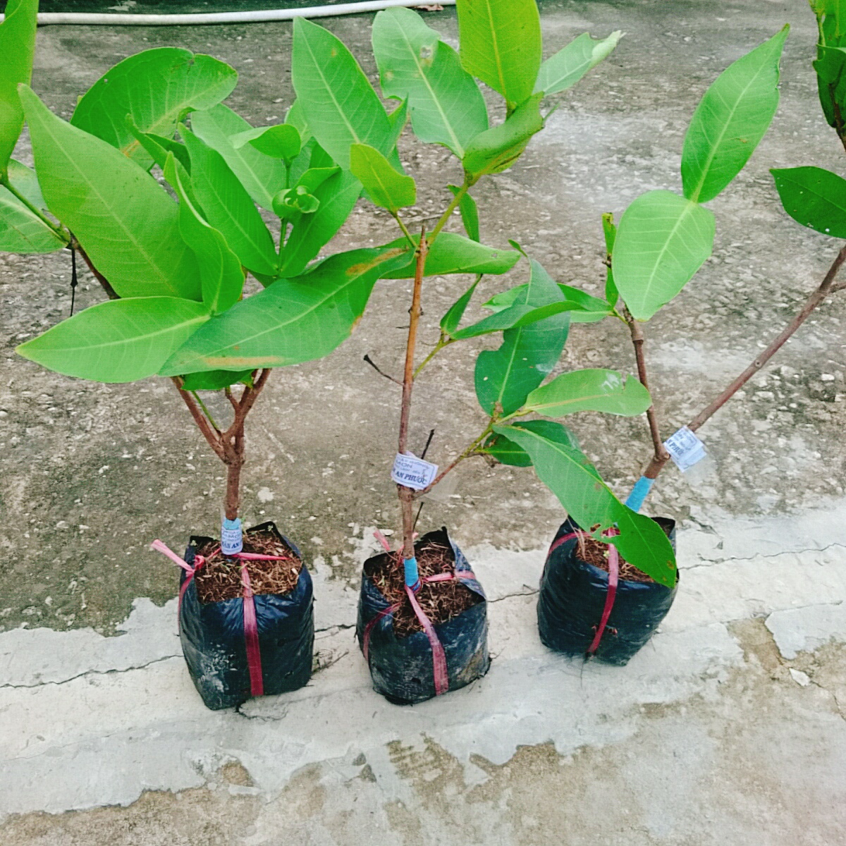 Cây Mận An Phước