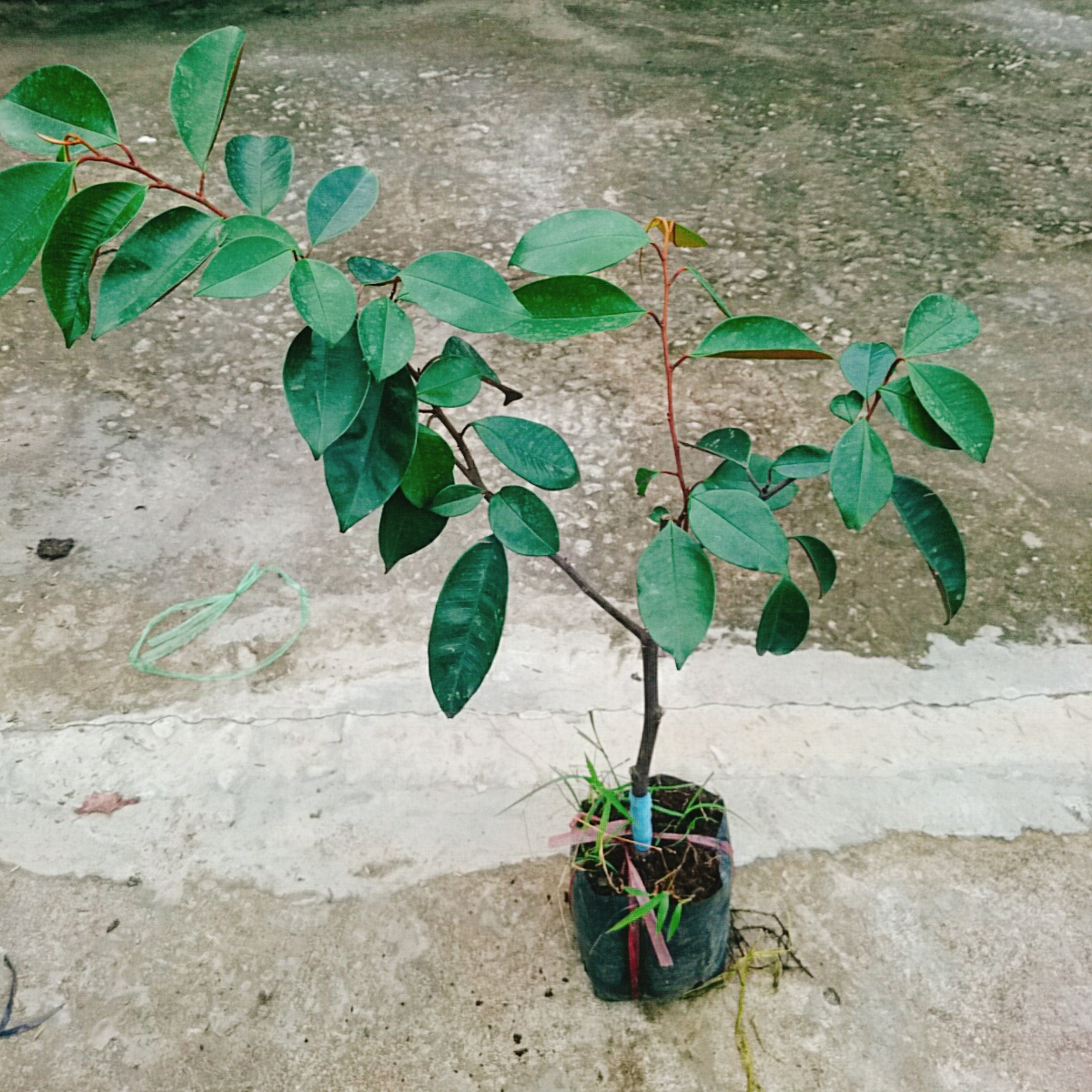 Cây Vú Sữa Lò Rèn
