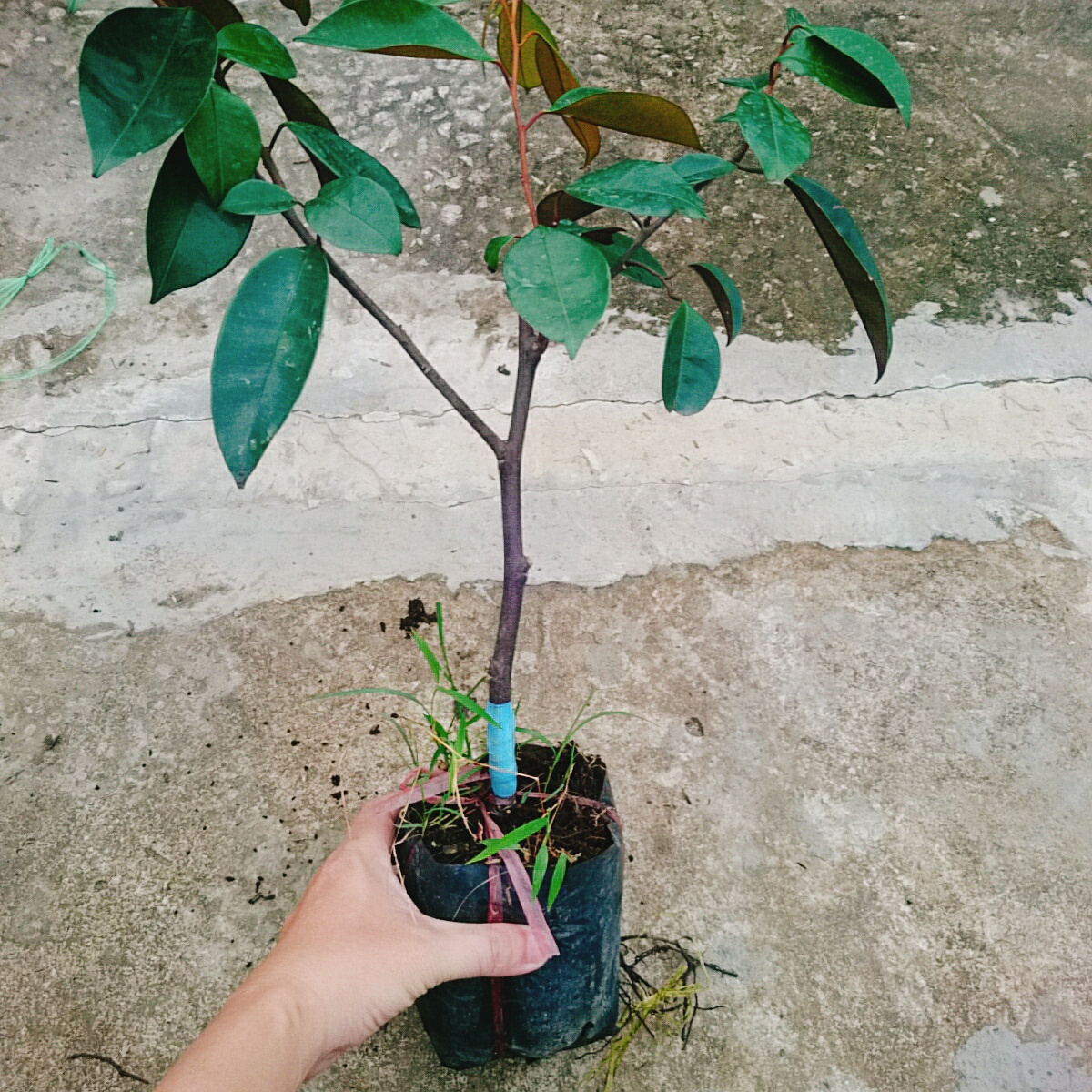 Cây Vú Sữa Lò Rèn