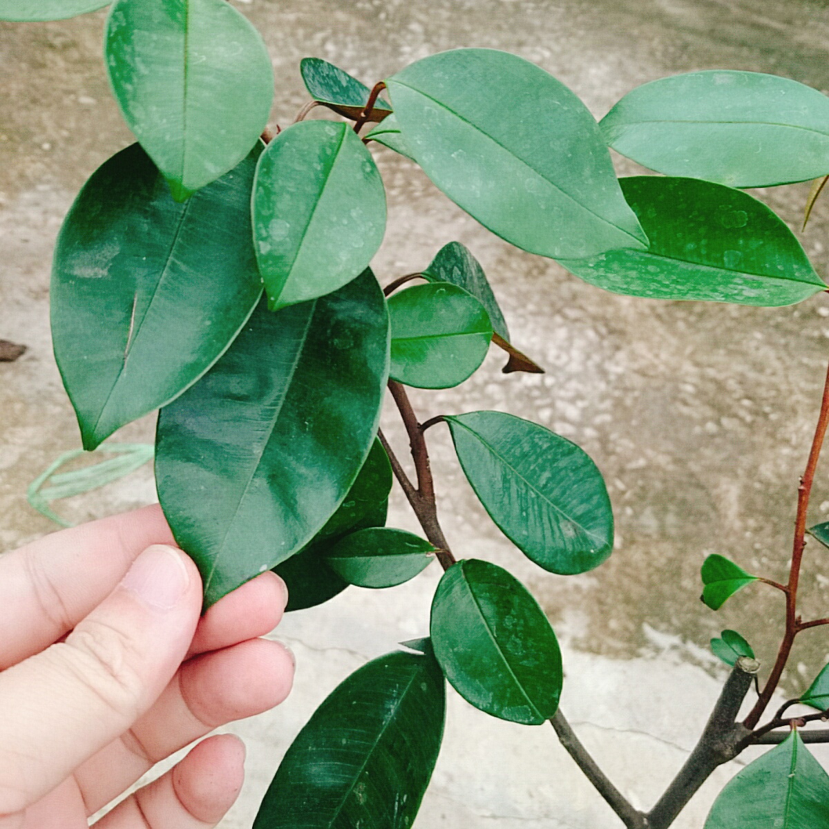 Cây Vú Sữa Lò Rèn