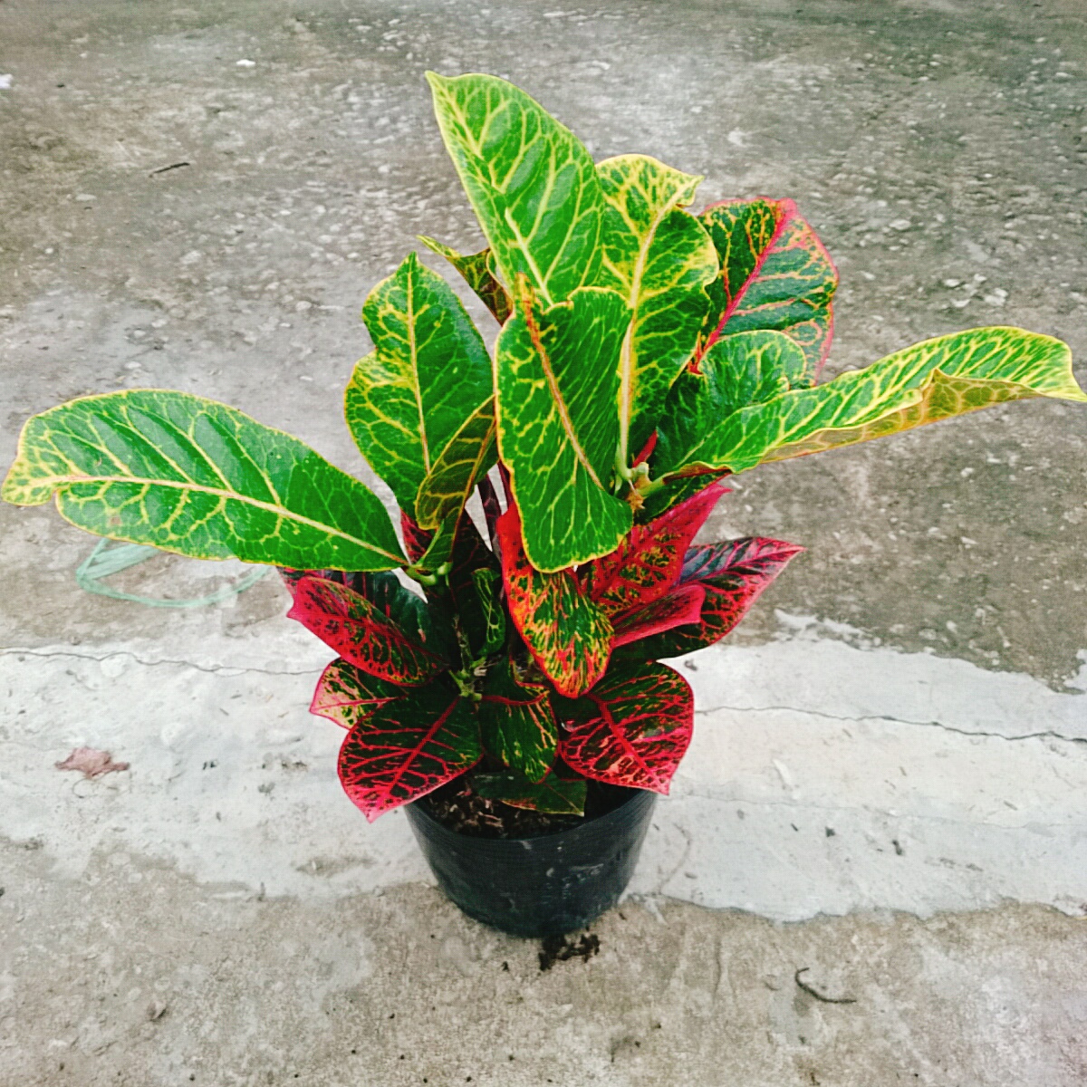 Cây Lá Màu Coton