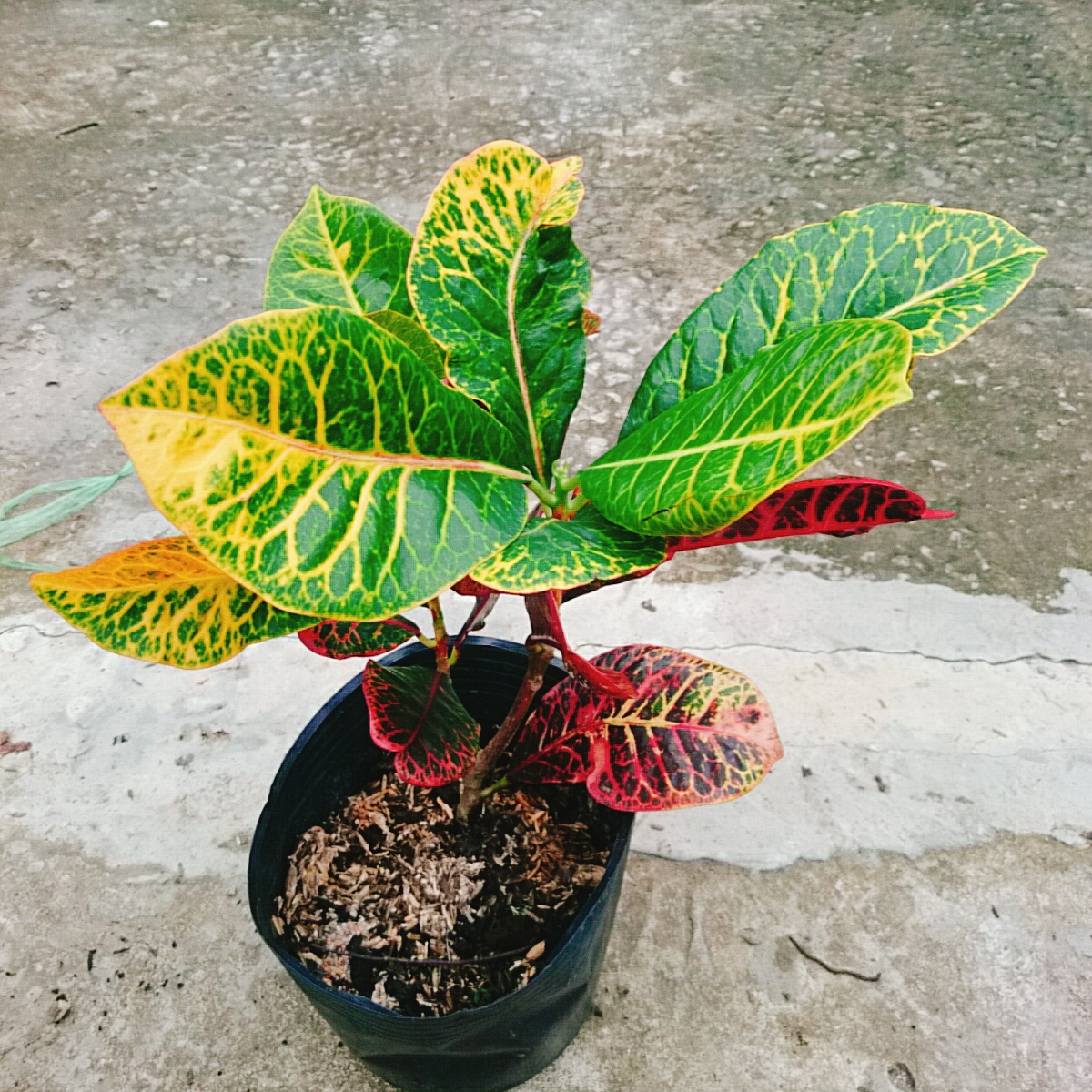 Cây Lá Màu Coton
