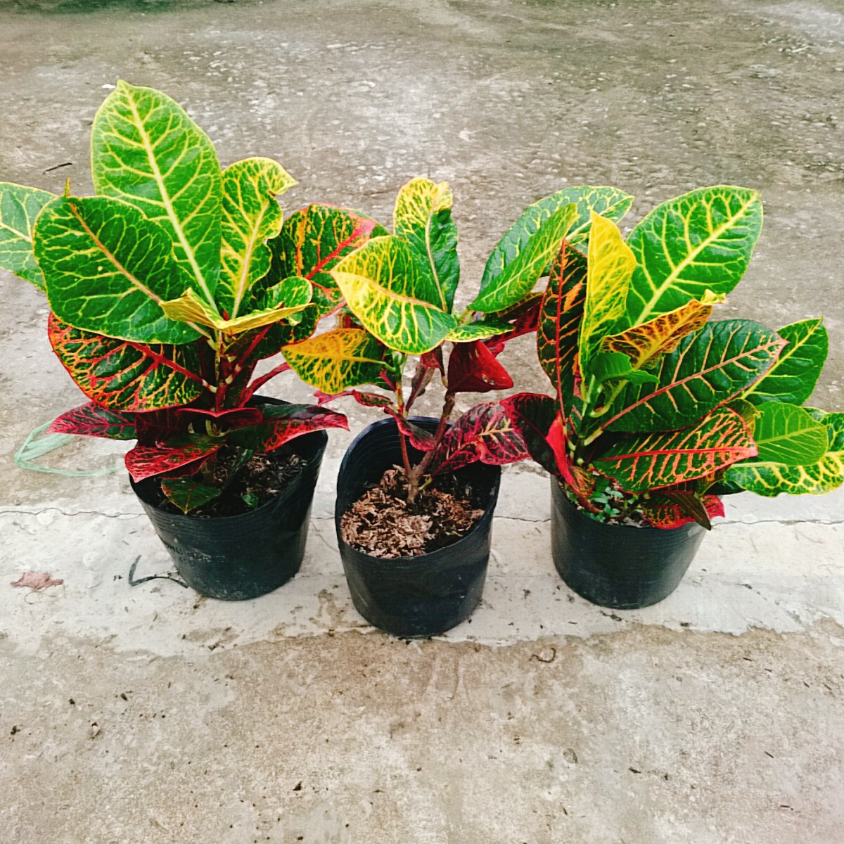 Cây Lá Màu Coton