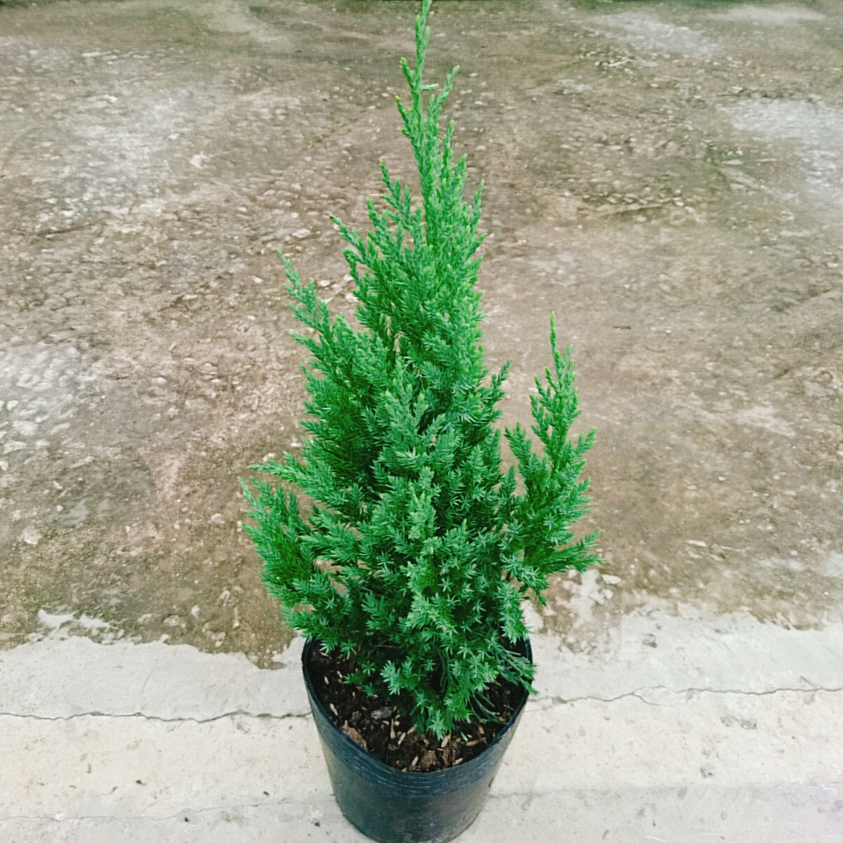 Cây Sơn Tùng (Nhỏ)