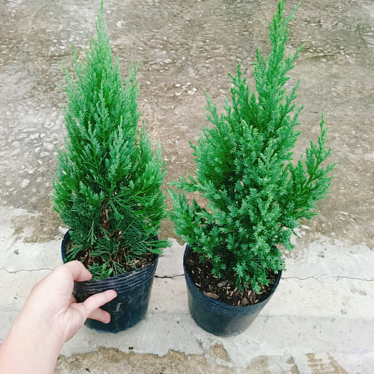 Cây Sơn Tùng (Nhỏ)