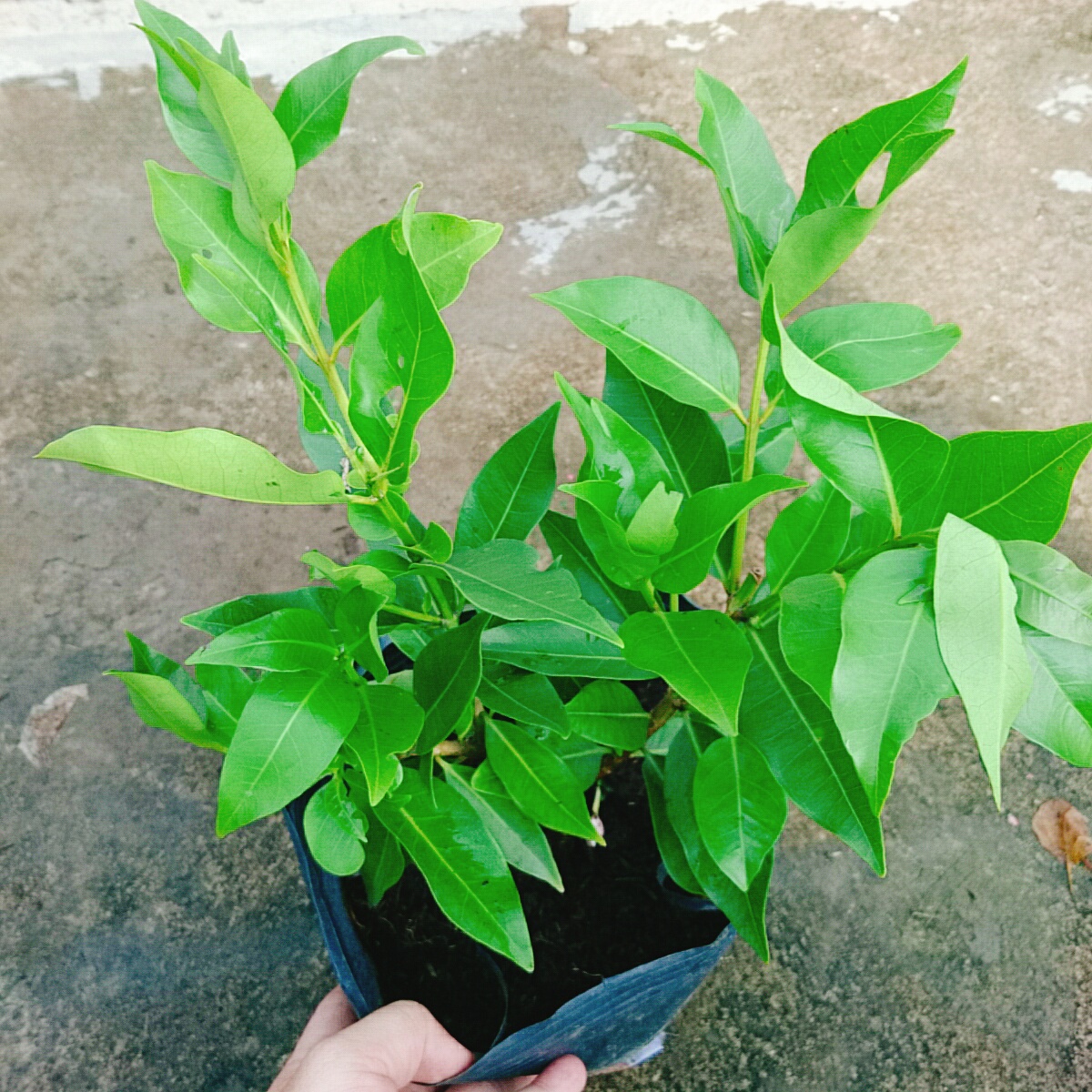 Cây Vối