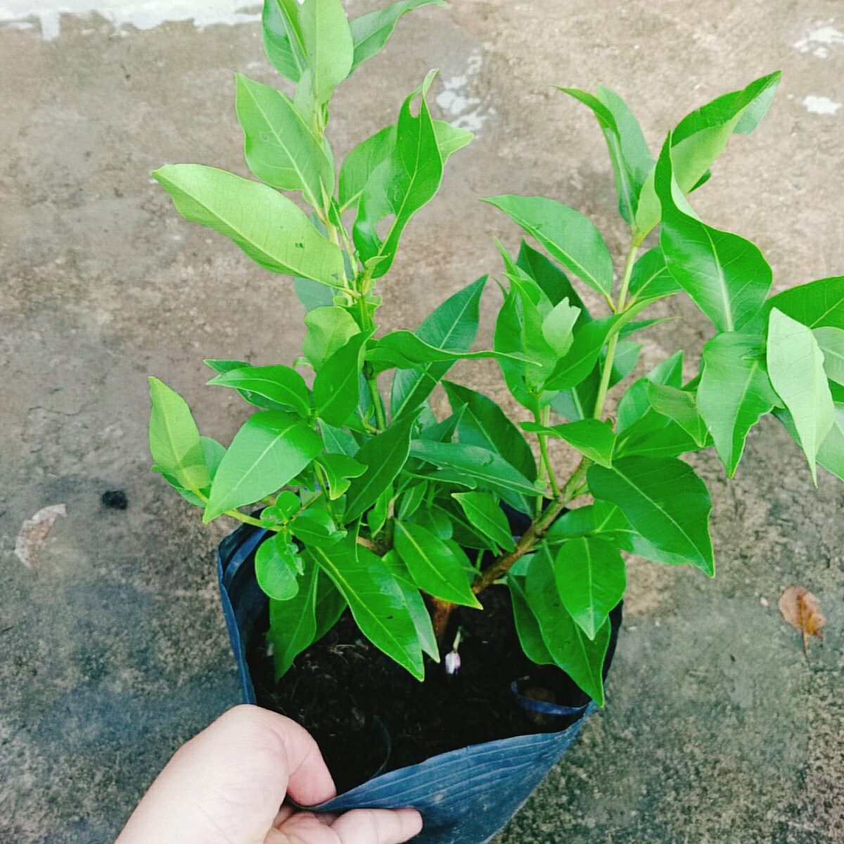 Cây Vối